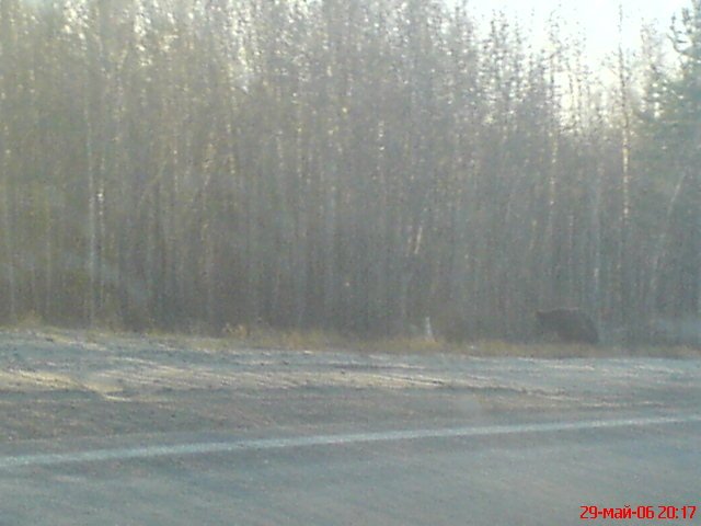 Медвежонок на трассе Радужный-Нижневартовск