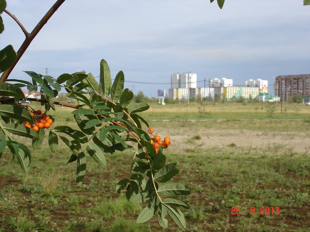 Рябинка и Излучинск