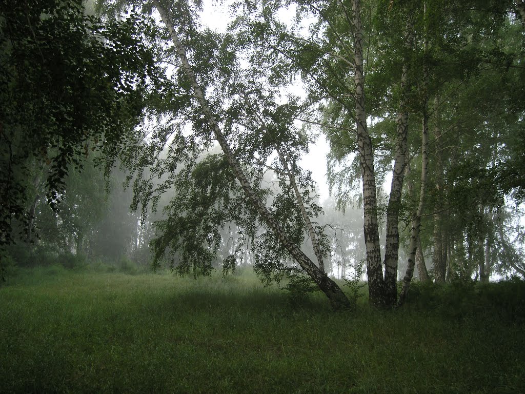 Алейск. Лес.