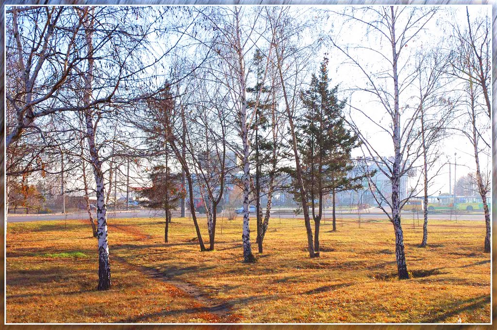 Берёзки возле речного вокзала. Birches near river station.