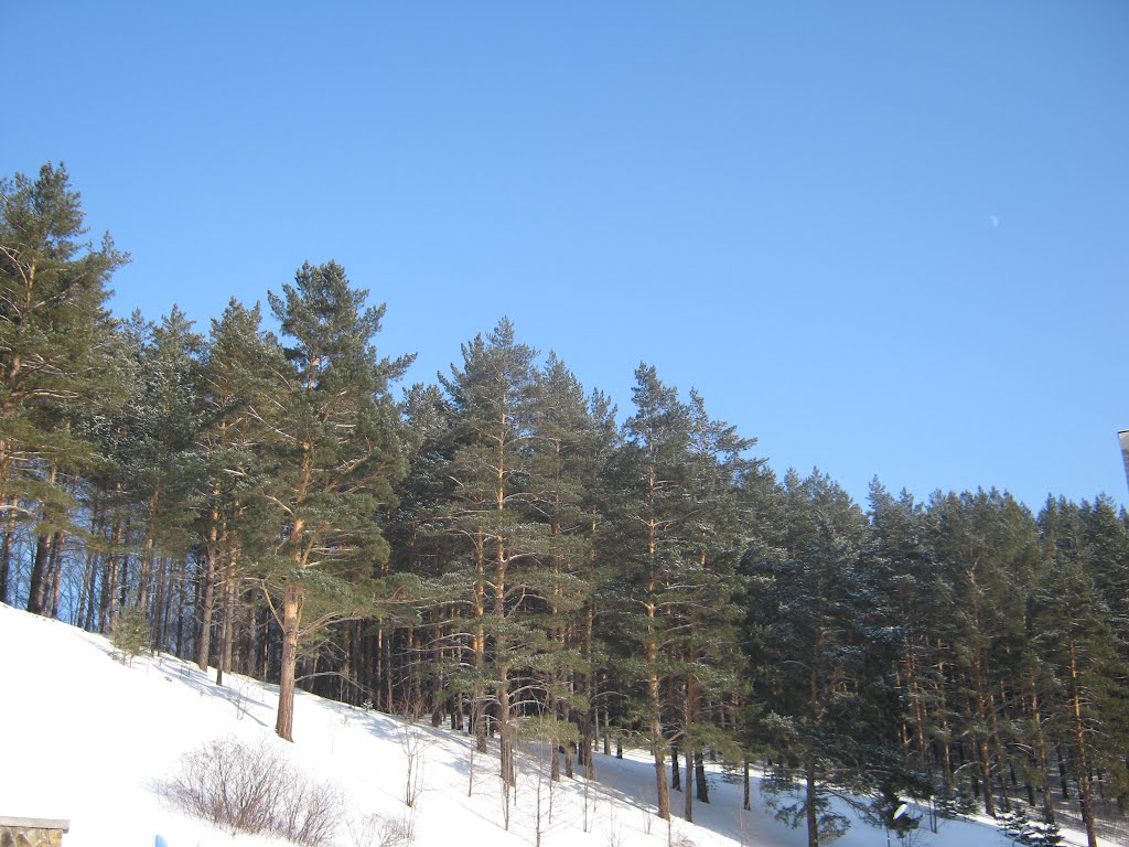 Winter forest
