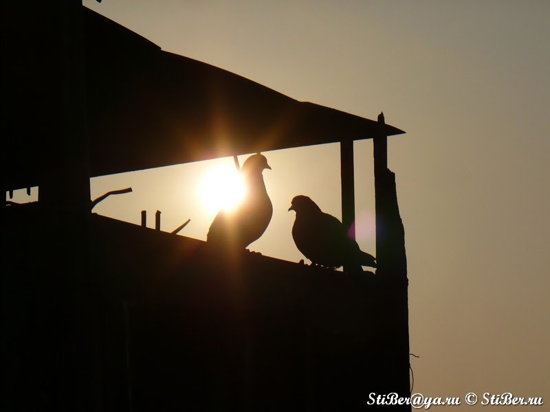 Голуби на крыше/Pigeons on a roof [10 эт]