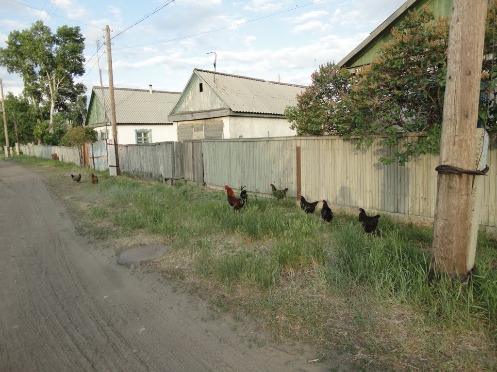 Курочки