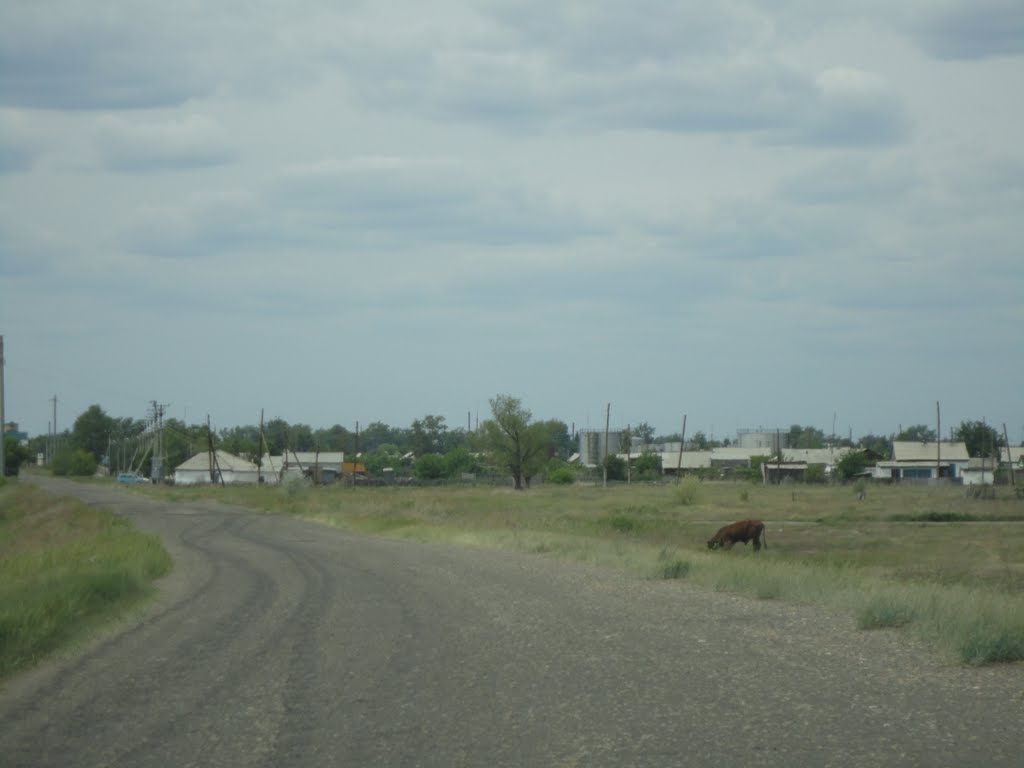 Бурла