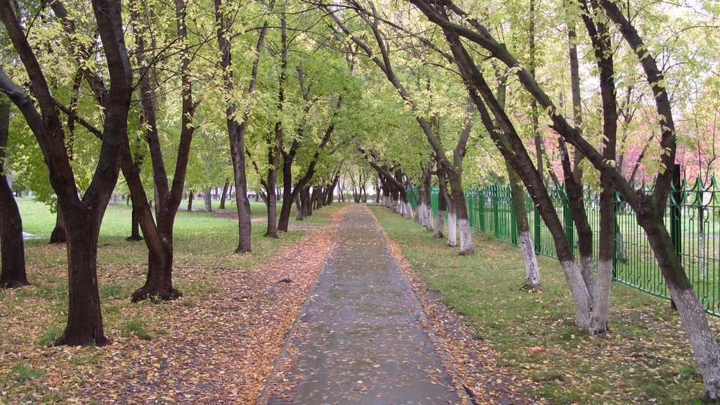 Аллея у библиотеки