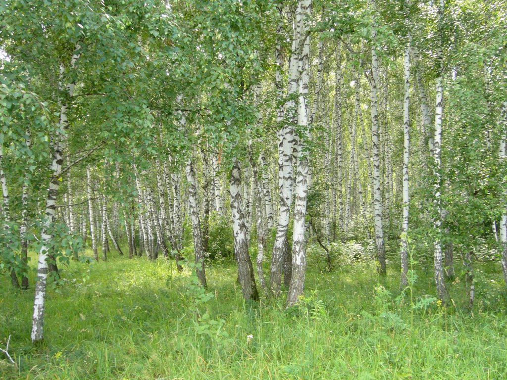 Birchwood in Zarinsk
