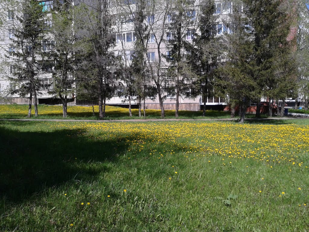 г. Заринск, полянка у к-т Заря вид 2