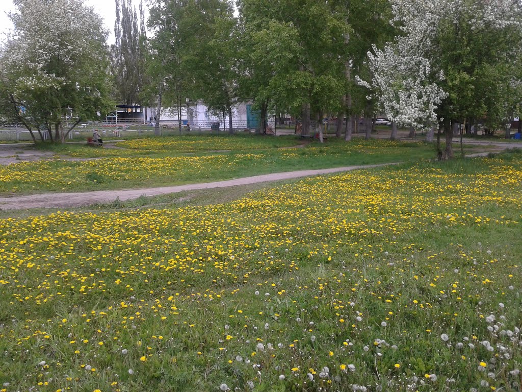 г. Заринск, полянка у дет. поликлинники