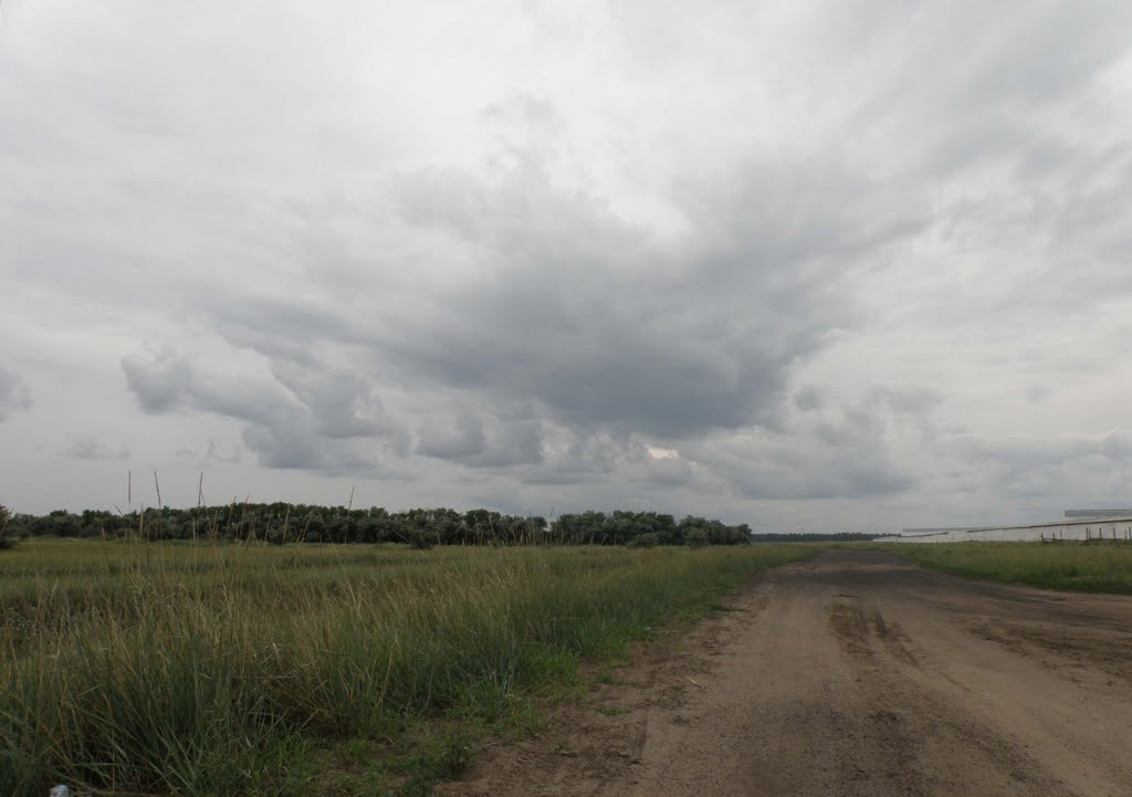 Заросли лоха