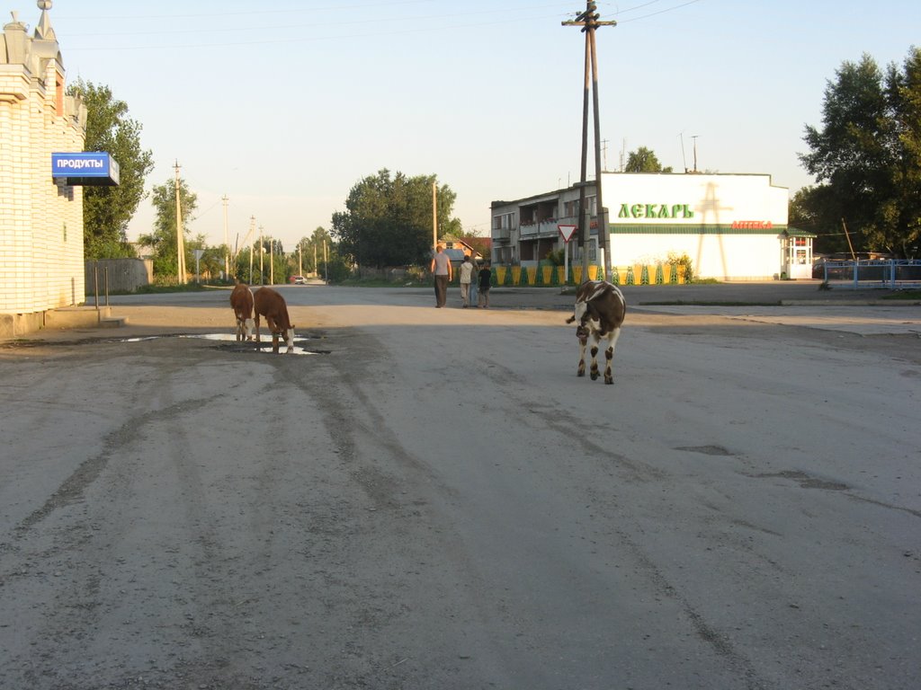 Телята идут в Аптеку