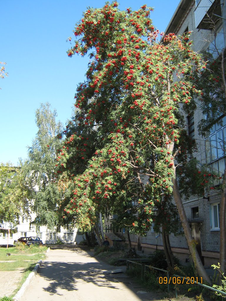 Рябина во дворе