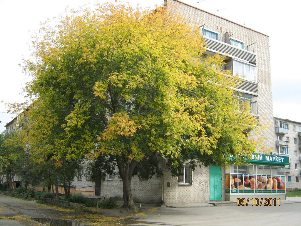 Клен у дома