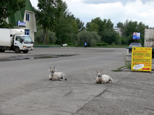 Центр. Павловск - столица мира!