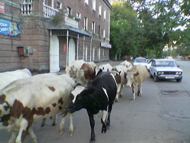 коровы