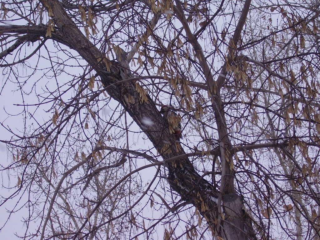 Grishkovka