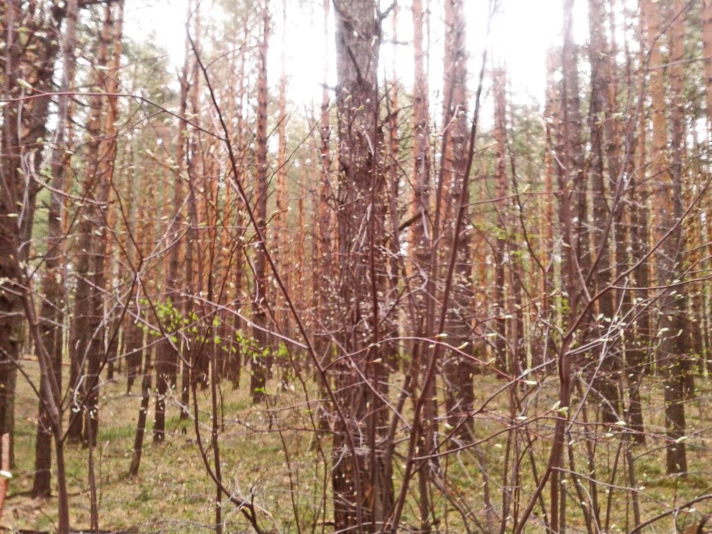 Распустились