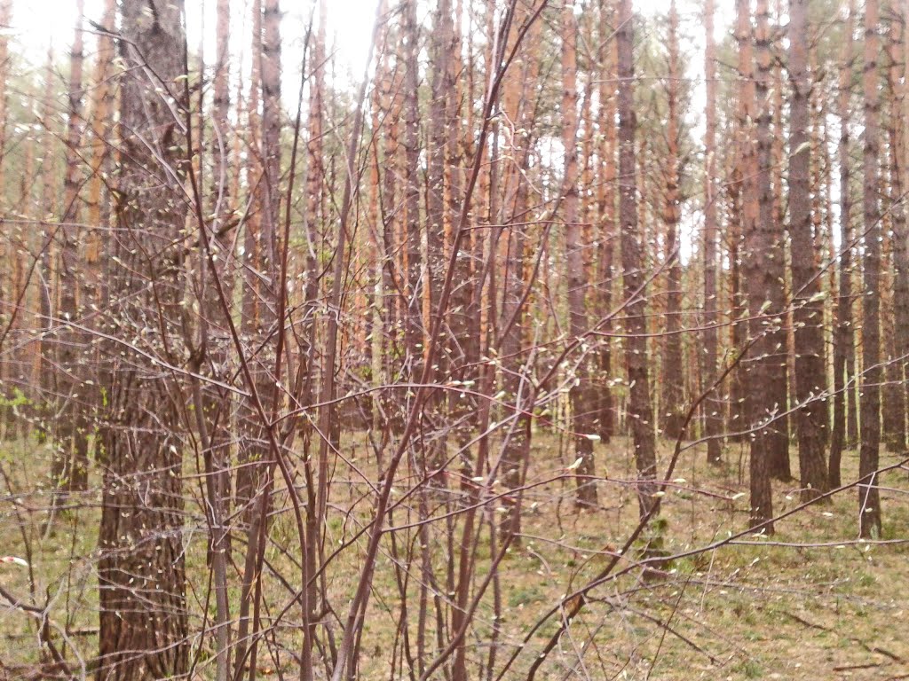 Распустились