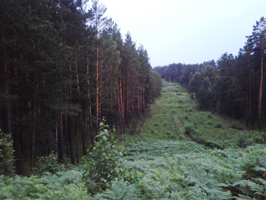 Просека