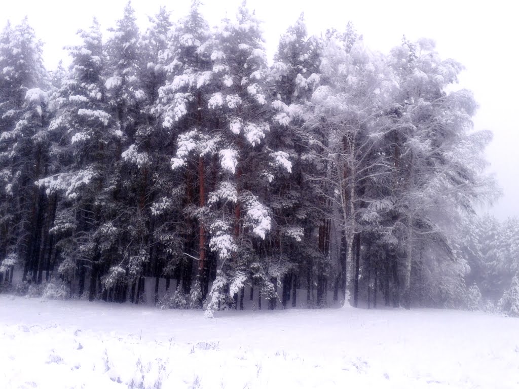 Зимний бор