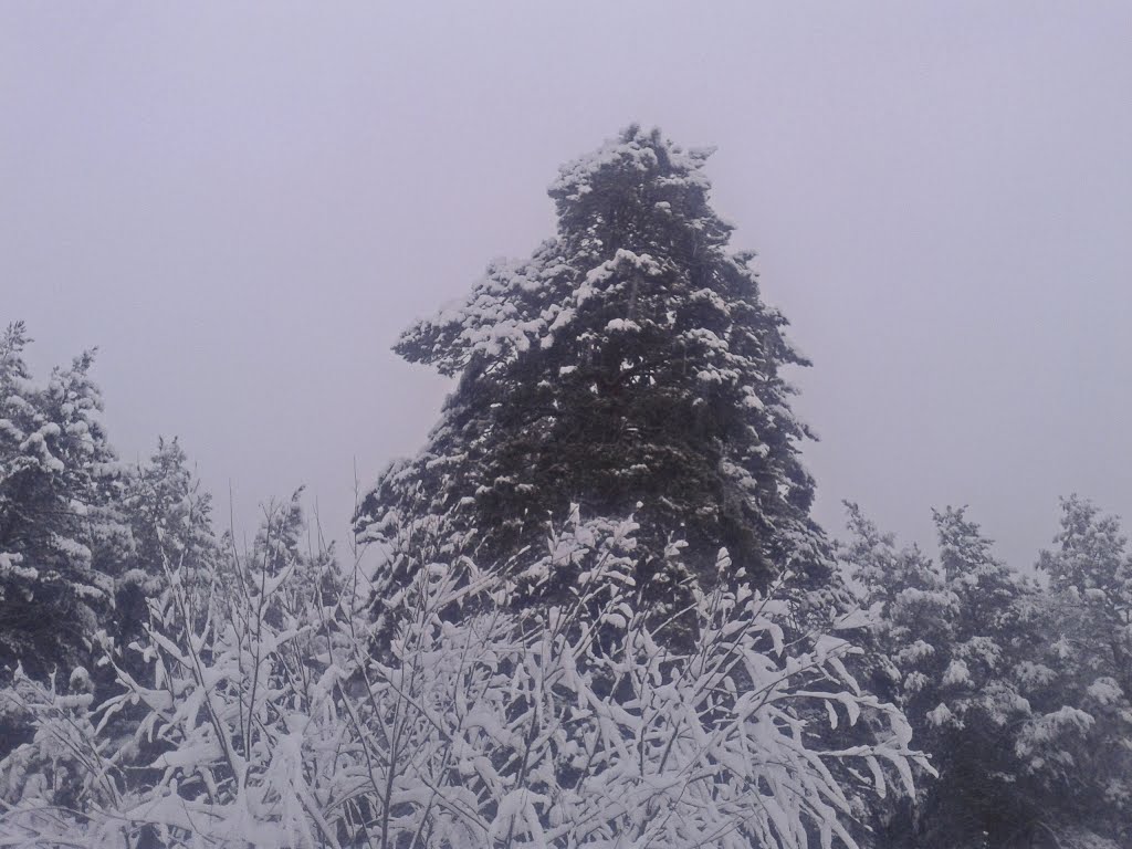 Богатырь