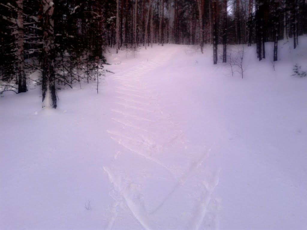 На лыжной трассе