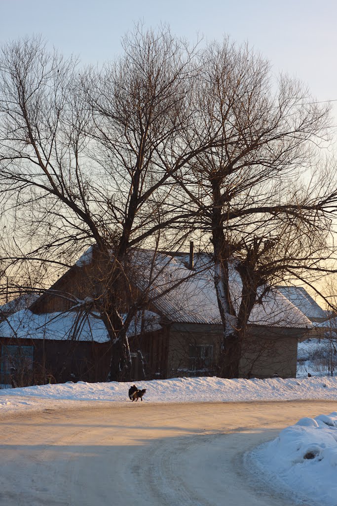 Under the tree