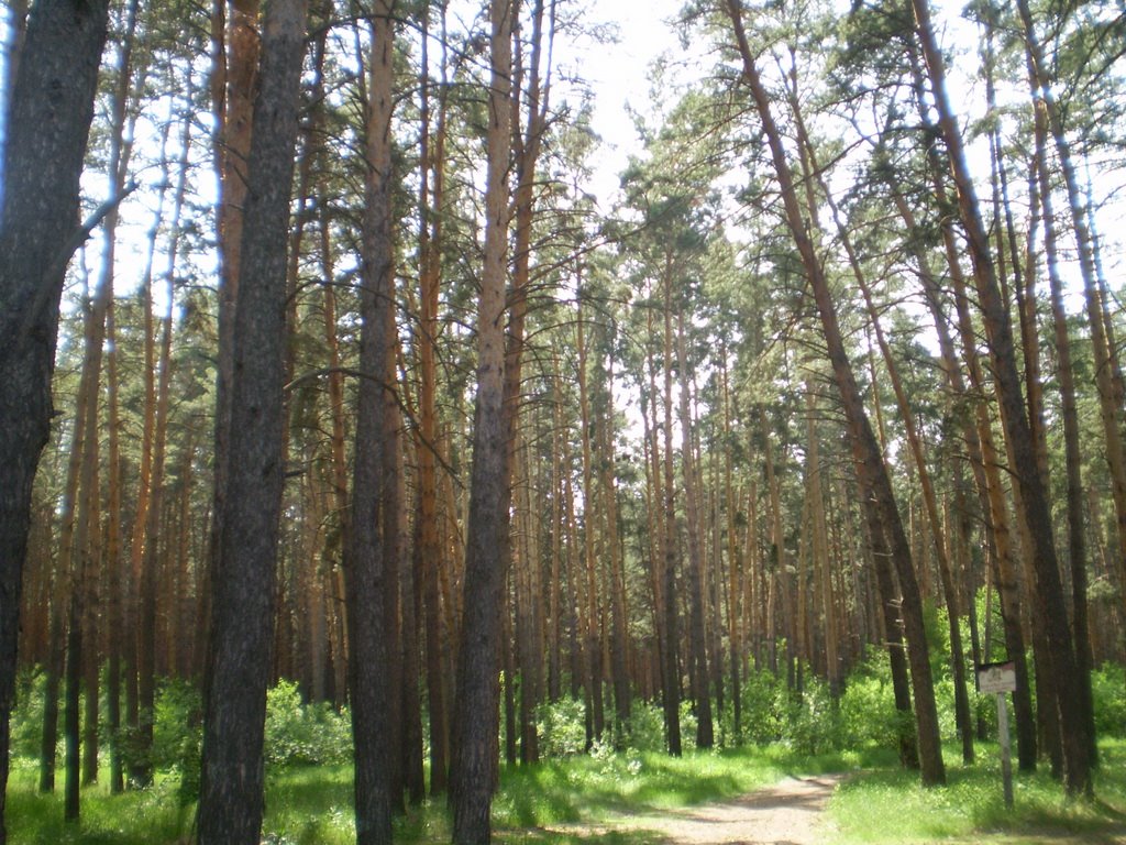 Tape Pine Forest
