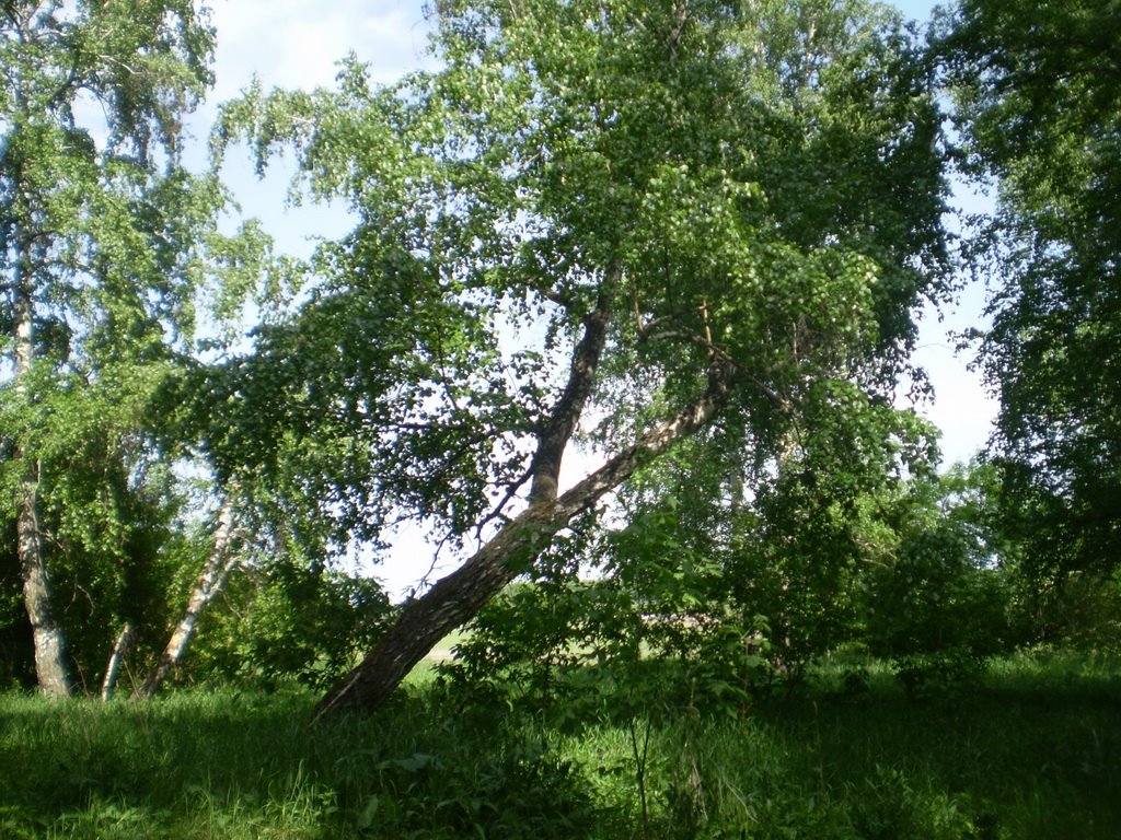 Birch