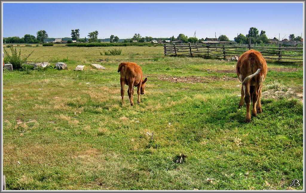 Calves   Телята