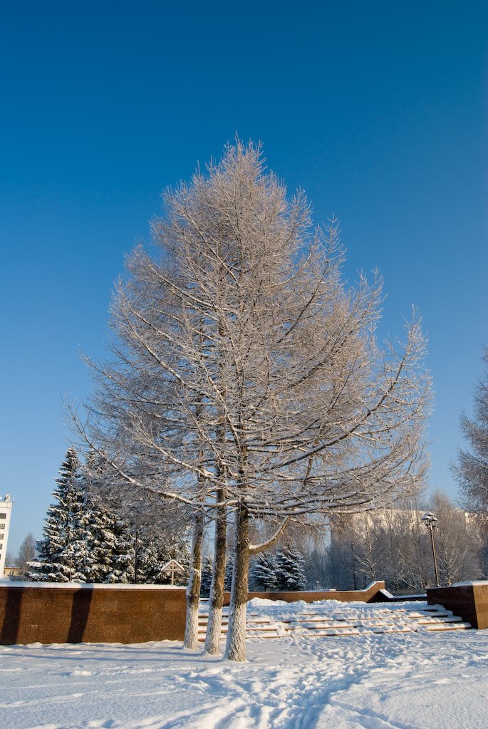 Tree near memorial