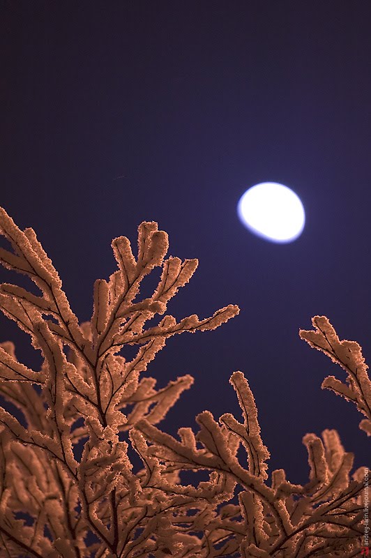 Moon n frost