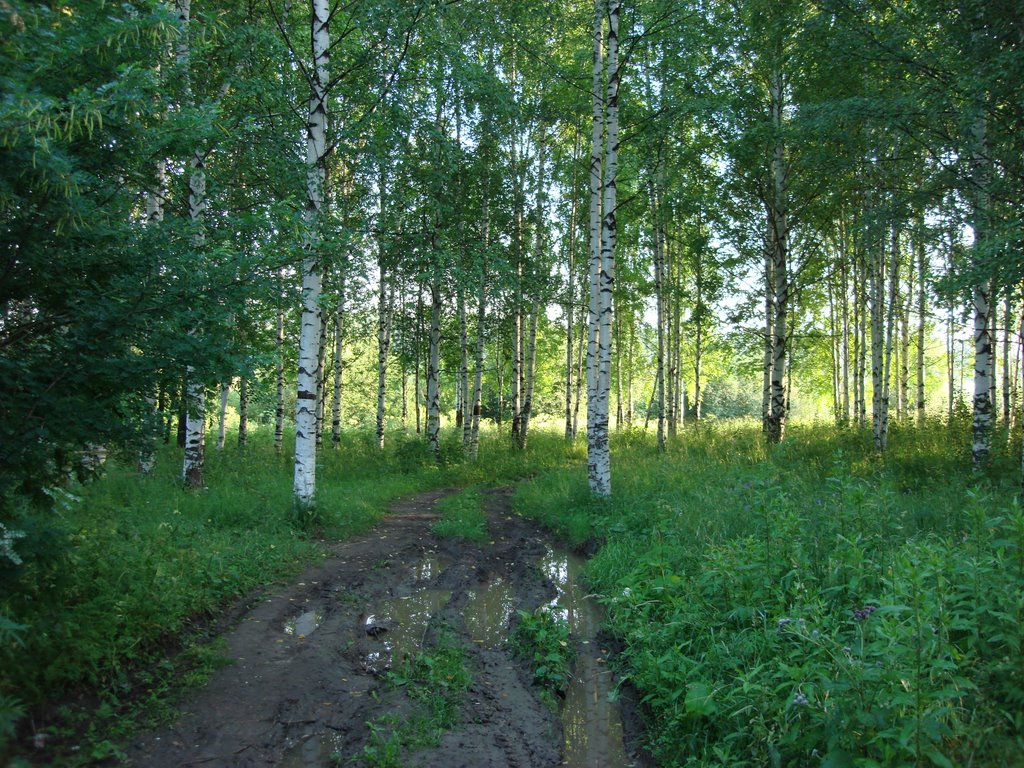 Вельск, березки