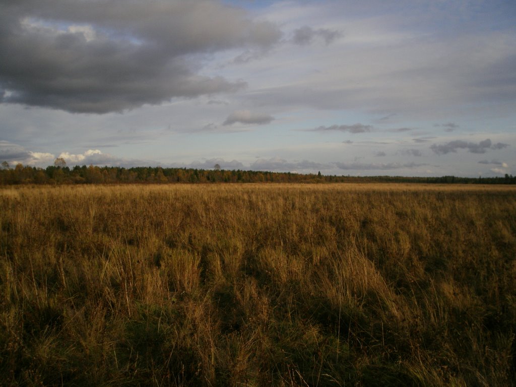 Timoshkino  boloto