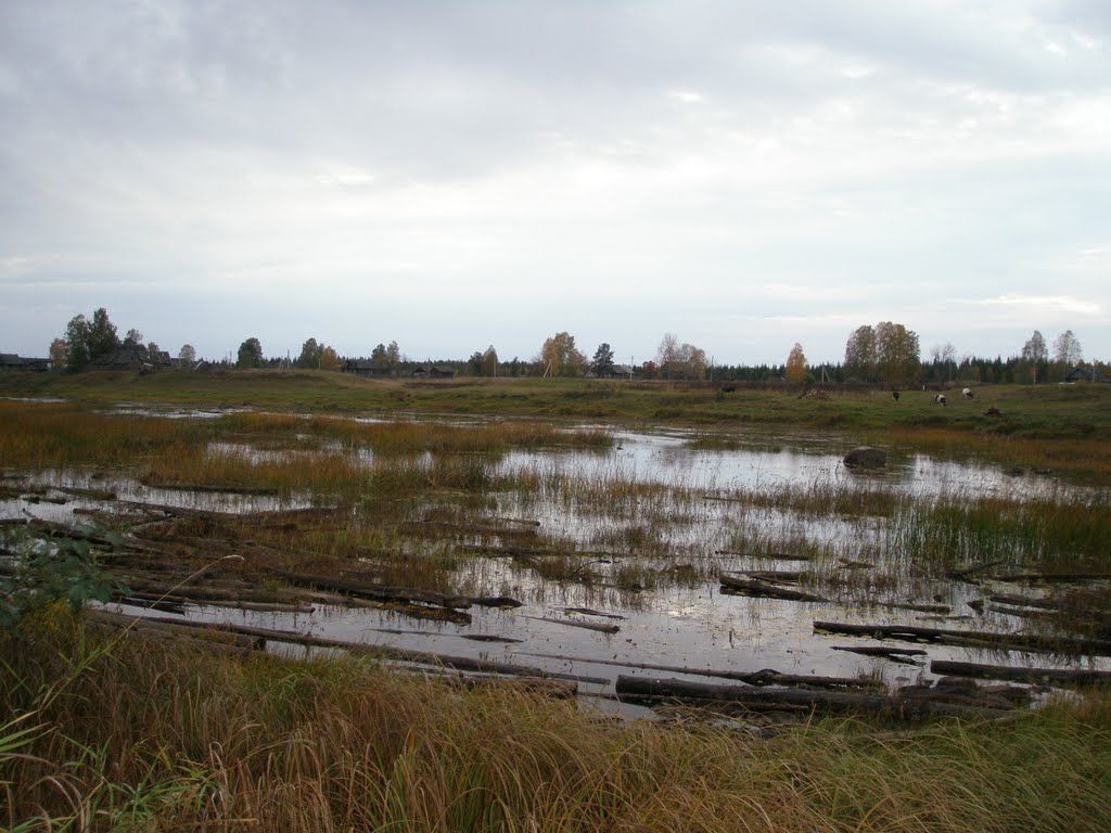 р,Волошка  осень2010 года