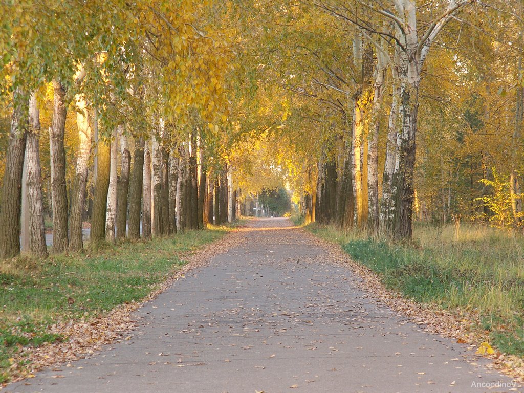 Аллея на улице Дыбцына