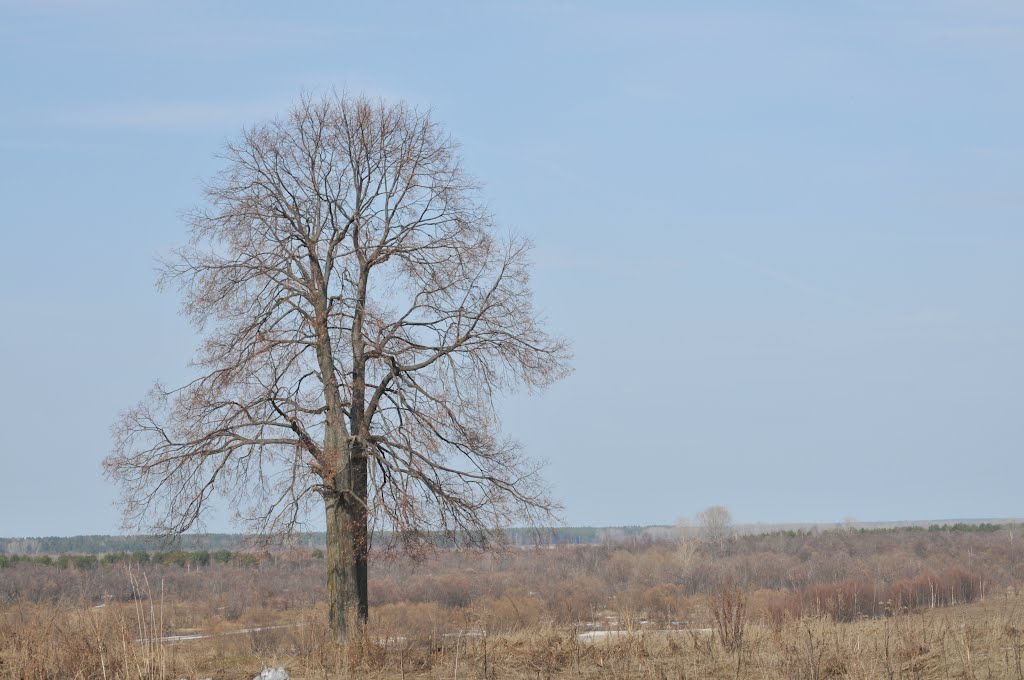 Дерево