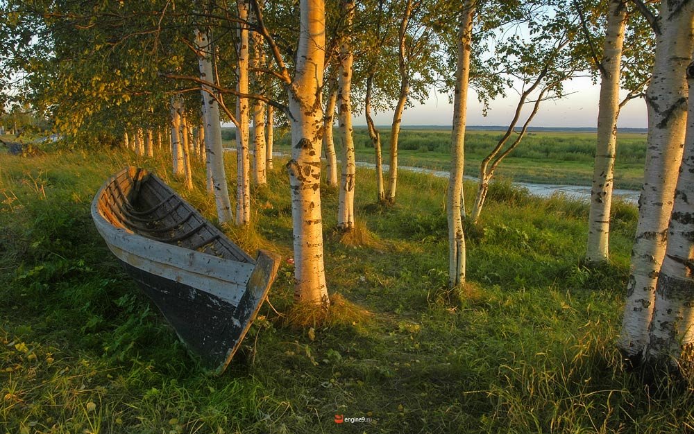 Березы на набережной