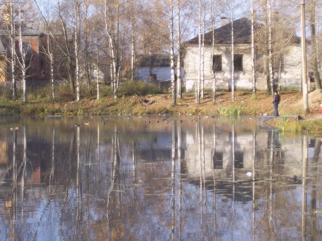 дикие утки на городском пруду