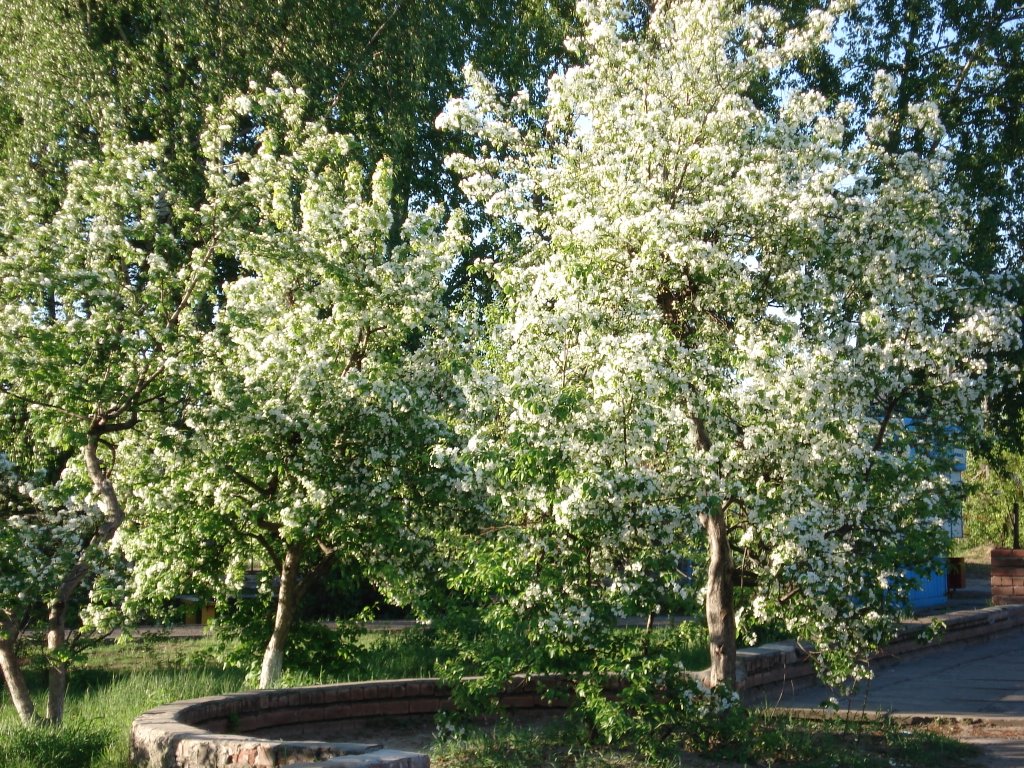 Весна в Шенкурске.