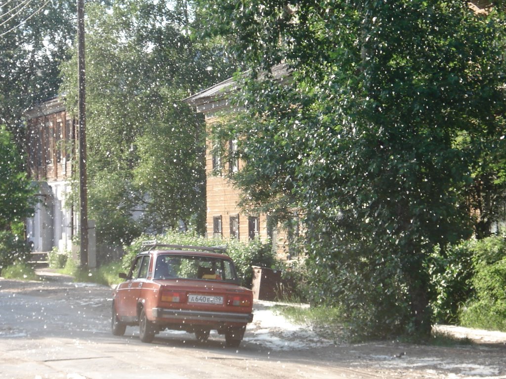 Тополиный пух.