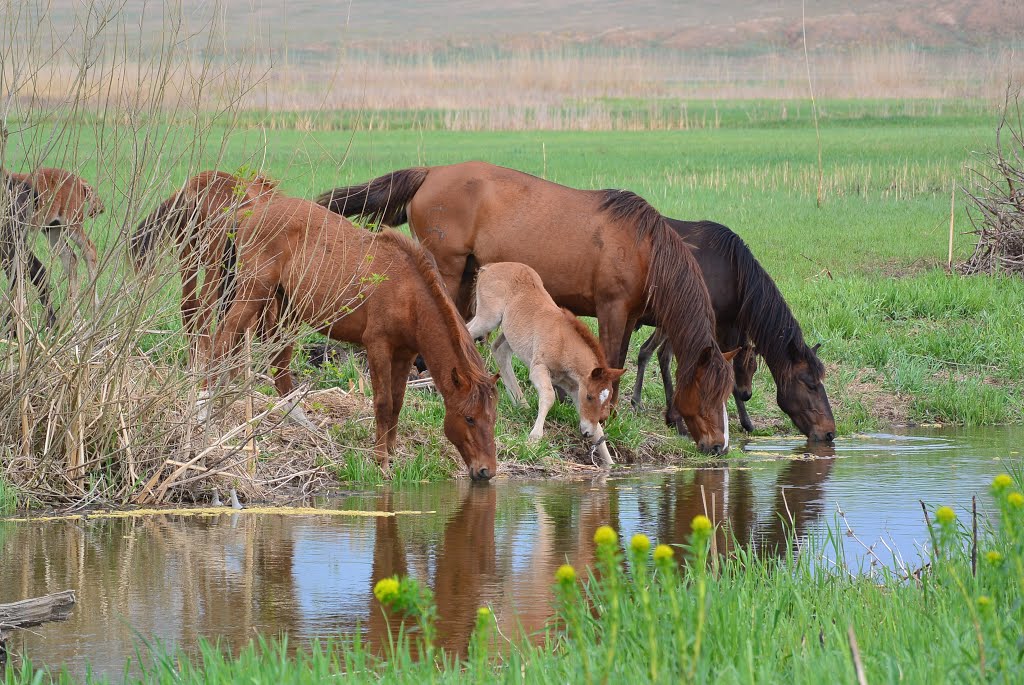 Horses