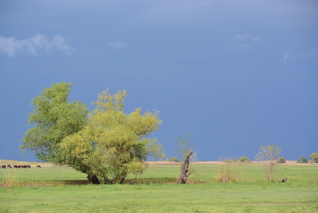Before The Storm