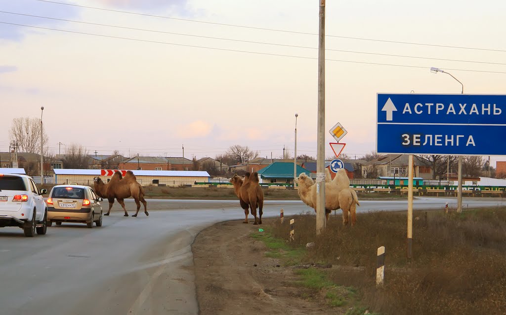 Camels crossing the roadway