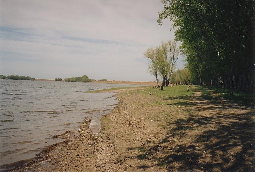На берегу ерика Ашулука  /  On river bank Ashuluk