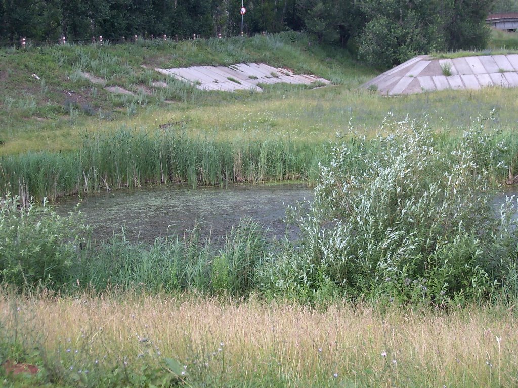 болотце