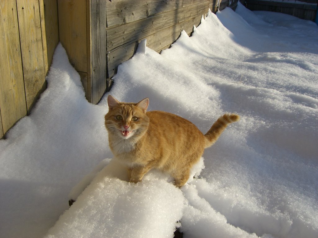 Рыжий аскинский кот