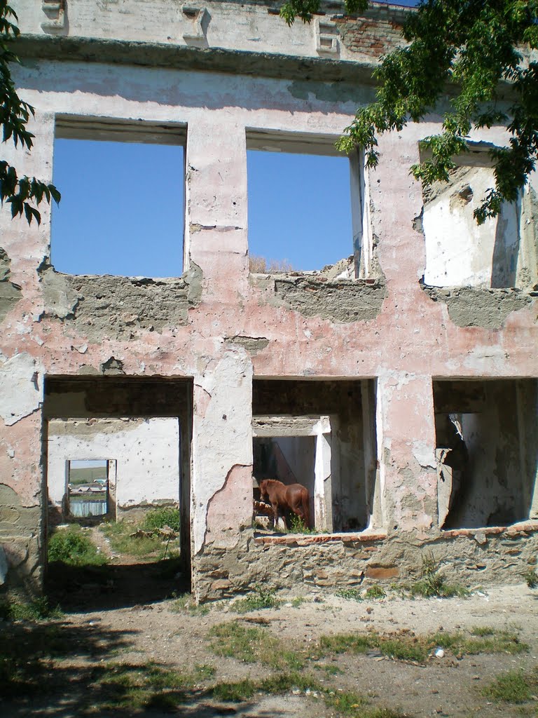 Конь в школе)