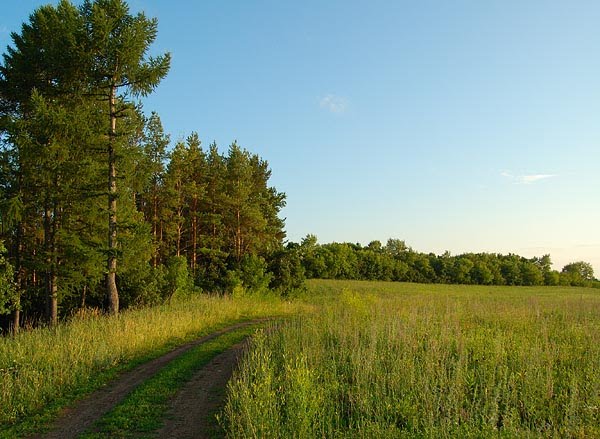 Близ Лысой горы, Орешник