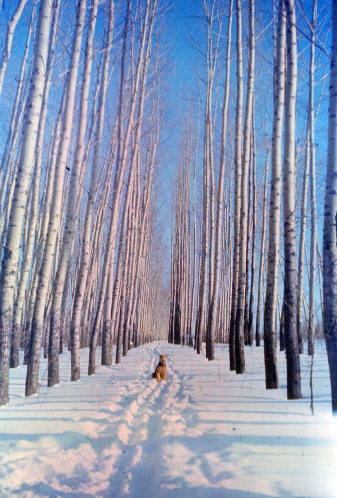 Посадки. Зима 1989 год