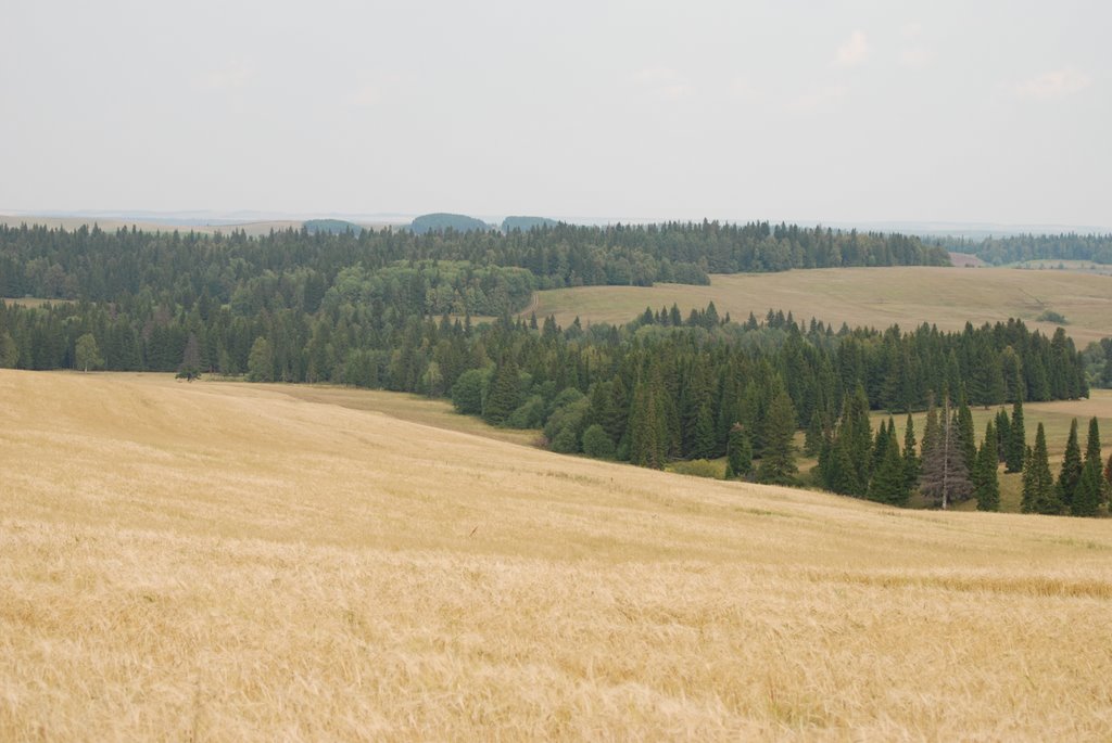 Поле